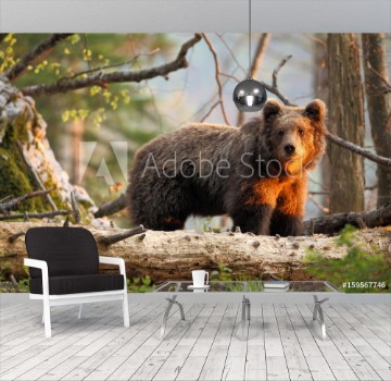 Picture of Slovenian bear